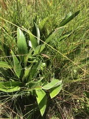 Helichrysum krebsianum