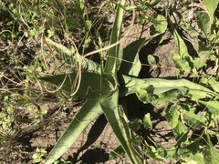Ledebouria revoluta