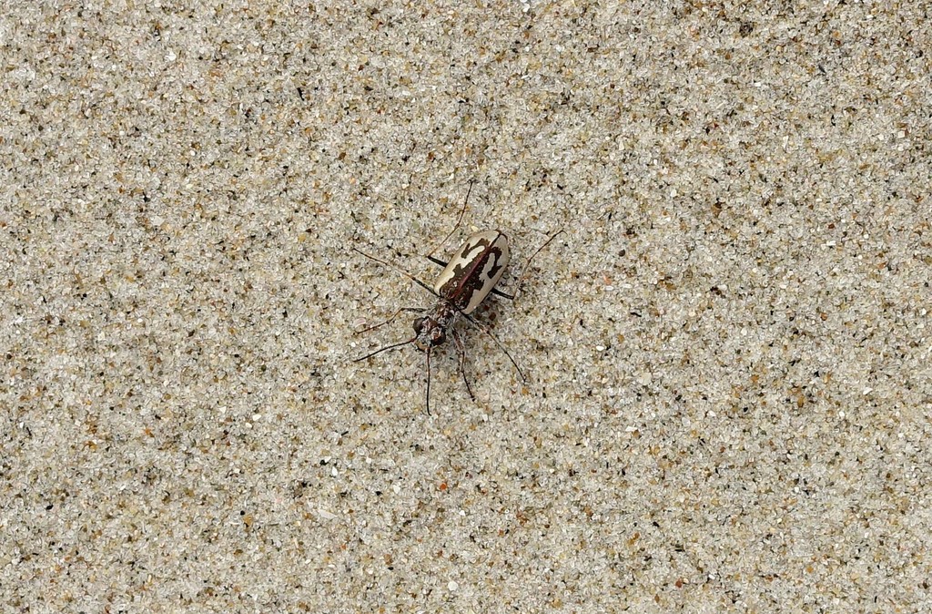 Zecicindela brevilunata