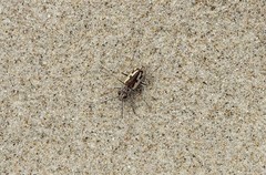 Zecicindela brevilunata