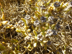 Drosanthemum hispifolium