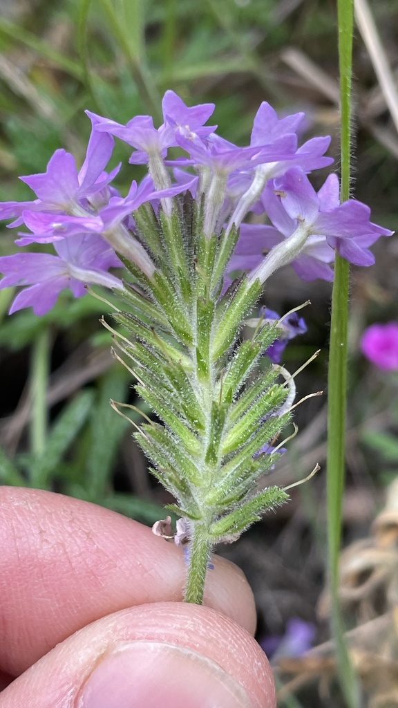 Glandularia laciniata