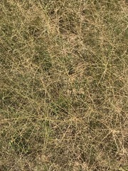 Trichoneura grandiglumis