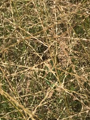 Trichoneura grandiglumis