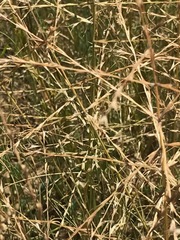 Trichoneura grandiglumis