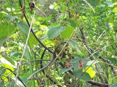 Iole indica