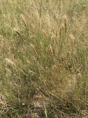 Aristida congesta congesta