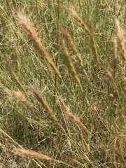 Aristida congesta congesta