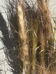 Aristida congesta congesta