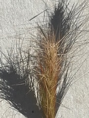 Aristida congesta congesta