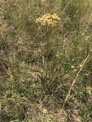 Helichrysum nudifolium