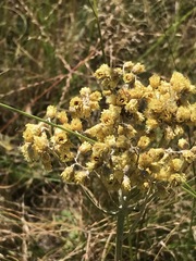 Helichrysum nudifolium