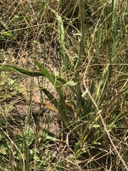 Helichrysum nudifolium