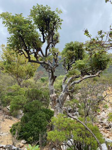 Commiphora ornifolia (Balf.fil.) J.B.Gillett 4