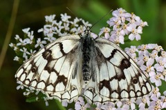 Melanargia russiae