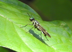 Eudmeta marginata