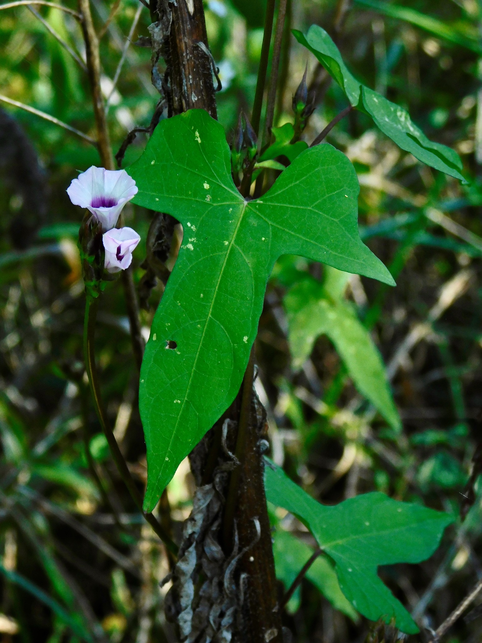 Camote morado (Ipomoea batatas) · iNaturalist Guatemala, image size:1536x2048
