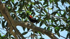 Ceratopipra mentalis