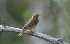 Tree Pipit photo 1