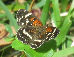 Anthanassa texana seminole