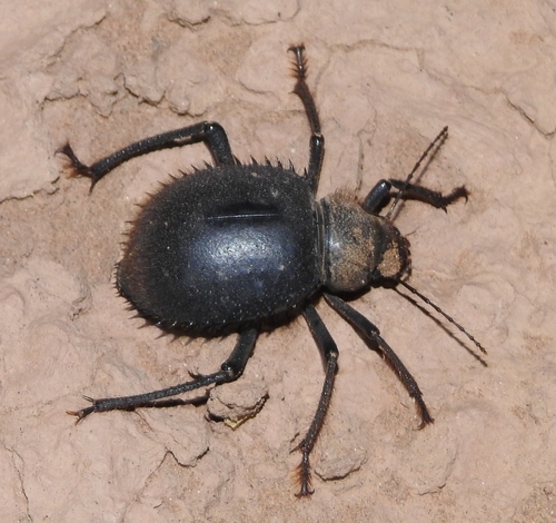 Urchin Beetle
