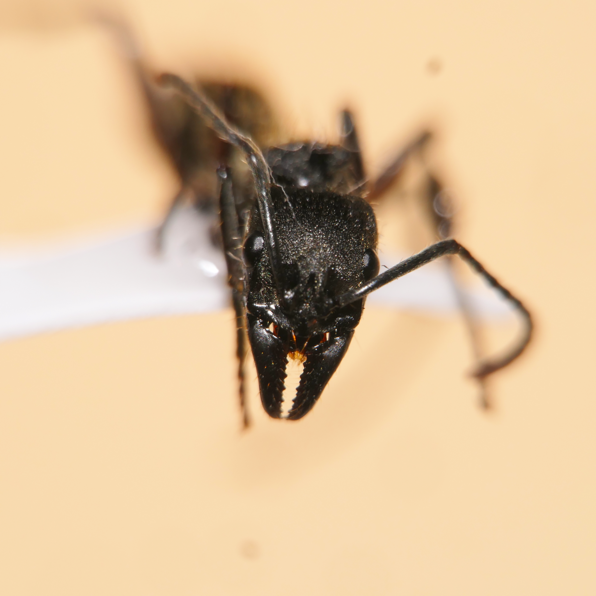 Neoponera bactronica