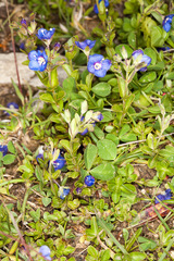 Veronica fruticans