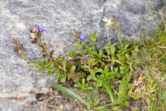 Veronica fruticans