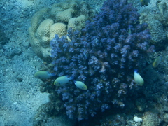 Dascyllus marginatus