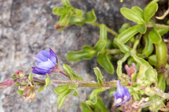 Veronica fruticans
