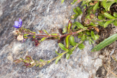 Veronica fruticans