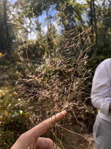 Agrostis scabra iNat (3)