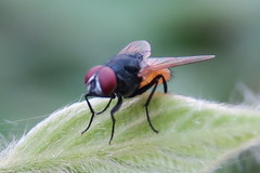 Musca ventrosa