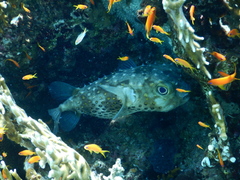 Cyclichthys spilostylus