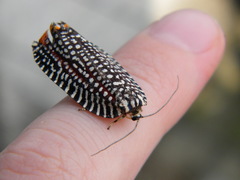 Cerace xanthocosma