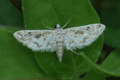 Parapoynx diminutalis