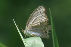 Junonia atlites atlites