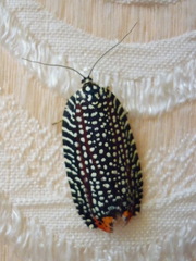 Cerace xanthocosma