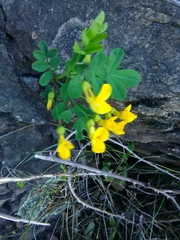 Hippocrepis emerus emerus
