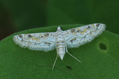 Parapoynx diminutalis