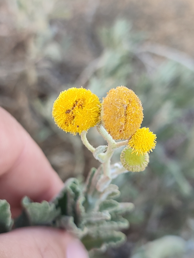 Pulicaria diffusa