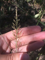 Pogonarthria squarrosa