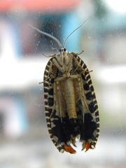 Cerace xanthocosma