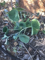 Senecio oxyriifolius