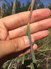Cymbopogon nardus
