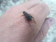 Modicogryllus frontalis