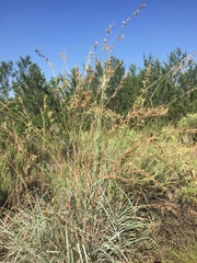 Cymbopogon nardus