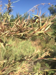 Cymbopogon nardus