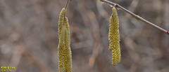 Corylus heterophylla