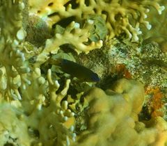 Chrysiptera unimaculata